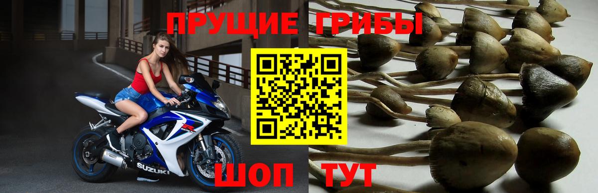 где найти   Псилоцибиновые грибы MAGIC MUSHROOMS  Вход с VPN  Рыбинск 
